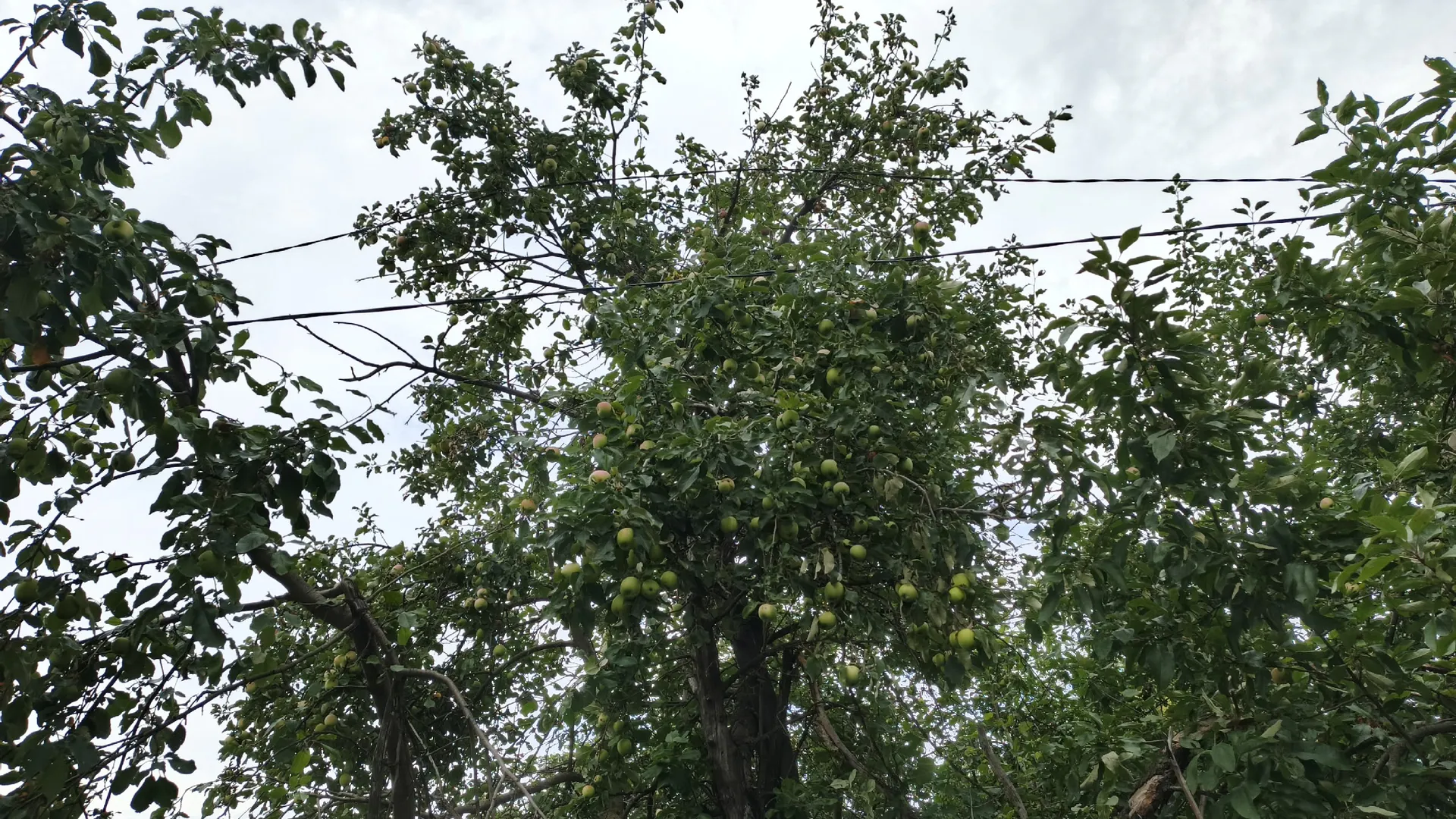 Какие удобрения используются для весенней подкормки яблонь и как их надо вносить