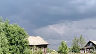 Дачники экономят, а затем жалеют из-за этих вредителей урожая - 4 основных средства от них