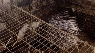 В калужском центре «Феникс» сыграли свадьбу дикобразы Чубака и Белоснежка