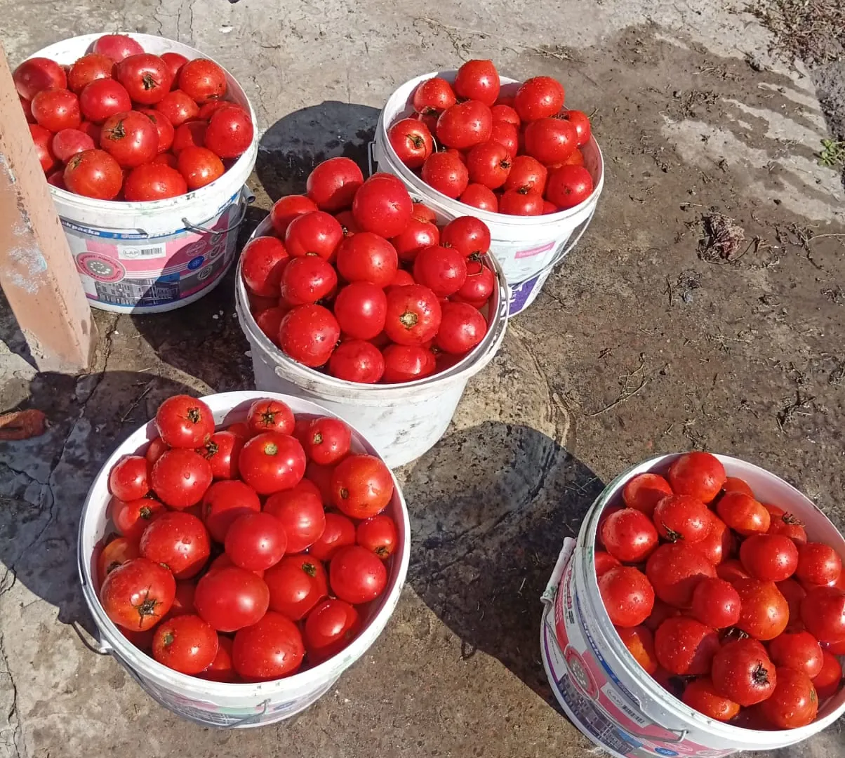 1 ложка в лунку — и вывозим томаты на камазе: мясистые, сладкие, ни единой трещинки, по 10 кг с куста