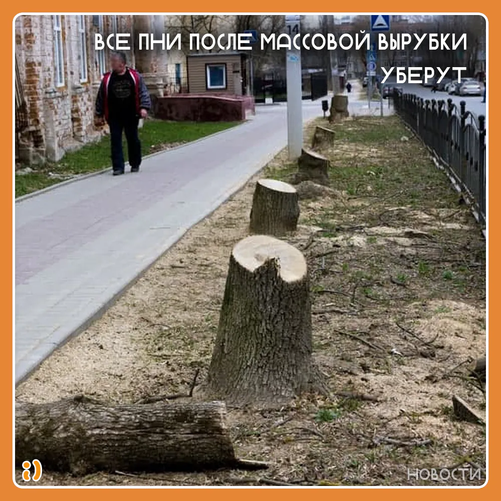 ВСЕ ПНИ ПОСЛЕ МАССОВОЙ ВЫРУБКИ УБЕРУТ