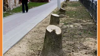 ВСЕ ПНИ ПОСЛЕ МАССОВОЙ ВЫРУБКИ УБЕРУТ
