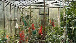 0,5 таблетки на огород - и томаты мясистые с футбольный мяч, по 8 кг с куста: схема добавки
