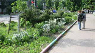 Калуга озеленится с размахом: стоимость одной ели в новом контракте превышает полмиллиона рублей