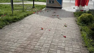 Вандалы разгромили клумбы с тюльпанами в скверах Калуги