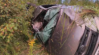 В Калужской области смертельное ДТП с лосем унесло жизнь пассажирки "Лады"