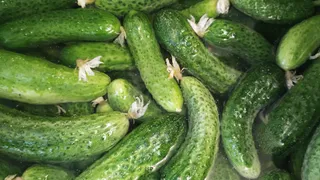 Соберете до 100 огурцов с куста: 5 сортов с огромными кистями — плоды средние у «Парижского корнишона» и не большие у остальных