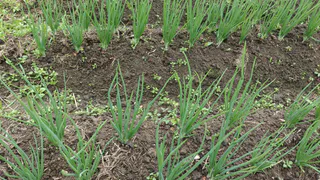 Разгадала секрет этих "хитрых торговок": теперь мой лук на зелень растет такими же большими пучками с толстым длинным пером