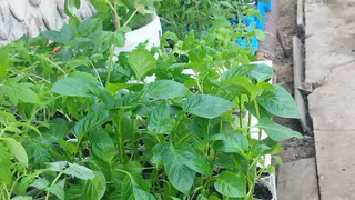 Больше не сею в грунты: нашла этот субстрат, где корни у рассады не растут — а прут
