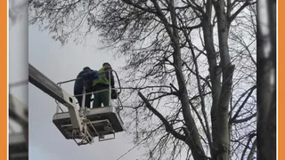 ДМИТРИЙ ДЕНИСОВ ДАЛ ПОРУЧЕНИЕ УСКОРИТЬ ВЫВОЗ СПИЛЕННЫХ ДЕРЕВЬЕВ