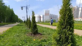 Калуга в шестой раз присоединилась к международной акции "Сад Памяти"