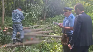 В Калужской области дерево насмерть придавило электромонтера при расчистке охранной зоны ЛЭП
