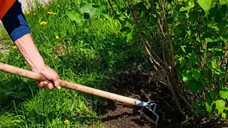 В Калуге высадят новые деревья на 6 городских улицах
