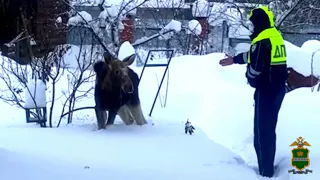 В Калужской области полицейские спасли лосёнка