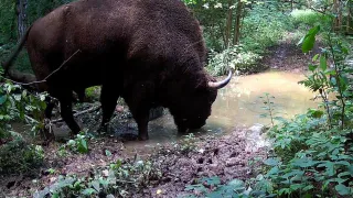 Спасающийся от жары зубр попал на видео в заповеднике "Калужские засеки"
