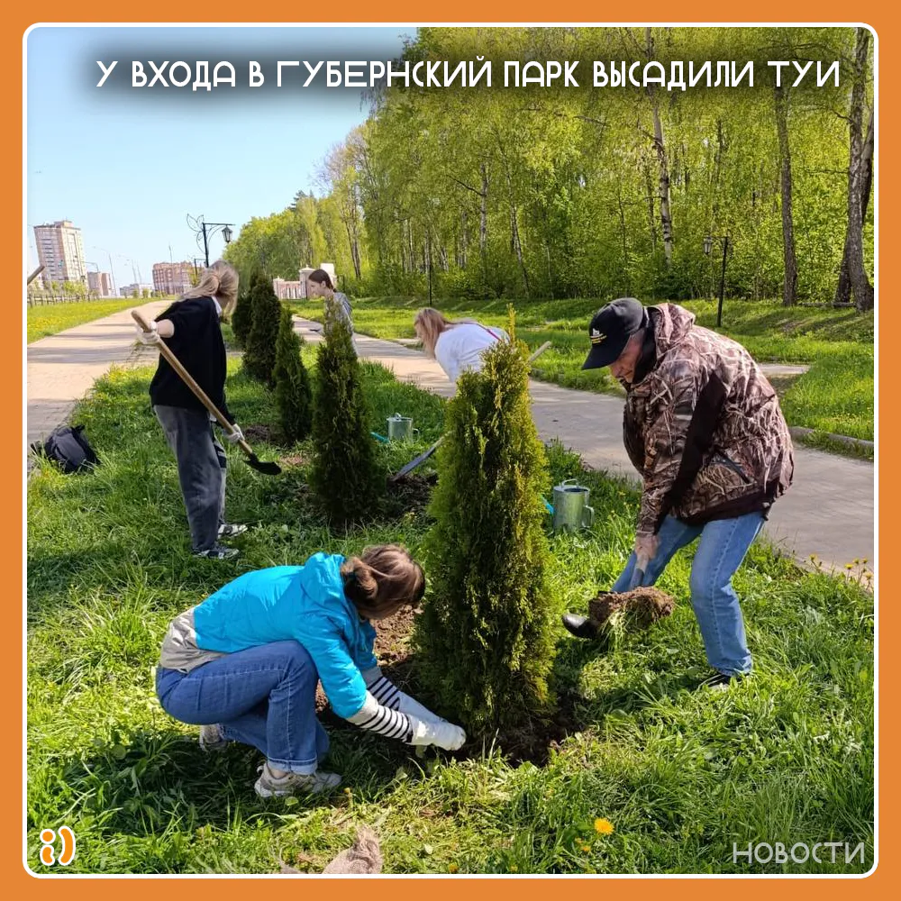 У ВХОДА В ГУБЕРНСКИЙ ПАРК ВЫСАДИЛИ ТУИ