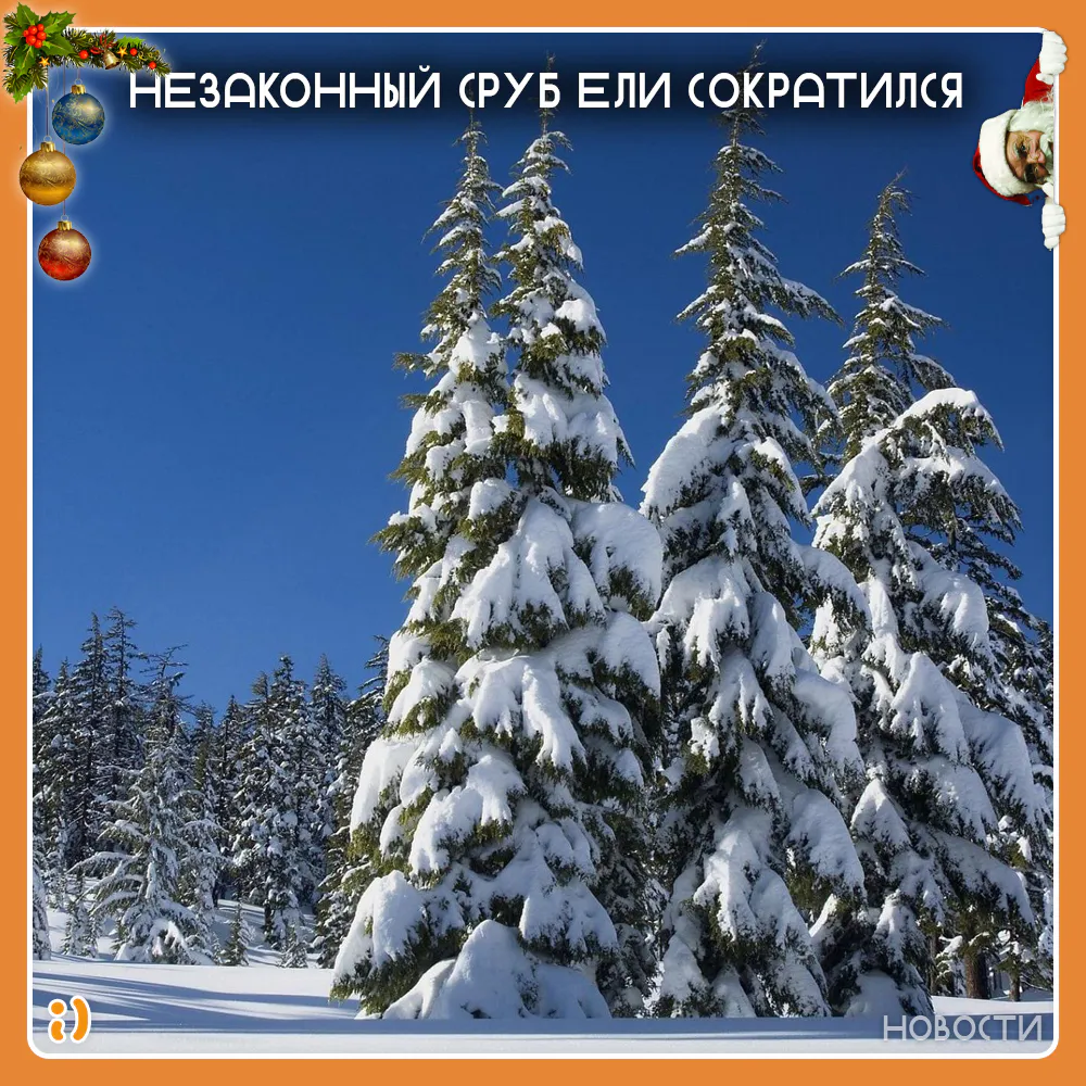 НЕЗАКОННЫЙ СРУБ ЕЛИ СОКРАТИЛСЯ