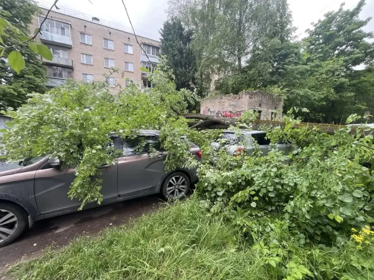 В Калужской области упавшее дерево раздавило несколько машин во дворе