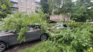 В Калужской области упавшее дерево раздавило несколько машин во дворе