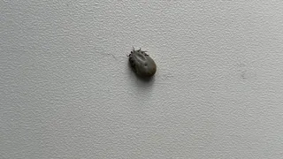 В Калужской области за неделю 37 человек обратились к врачам из-за клещей