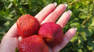 3 ложки в воду - и клубника как с цепи сорвалась: родятся ягоды ведрами, мегаважная подкормка сезона 