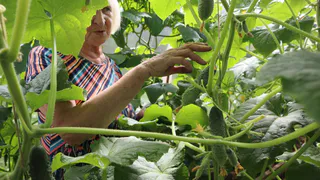 Главные подкормки огурцов на весь сезон для богатого урожая