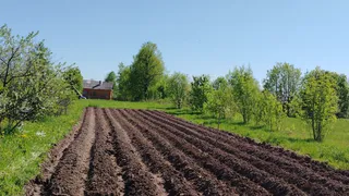 Один состав в лунку картофеля: уже 7 лет урожай не подводит