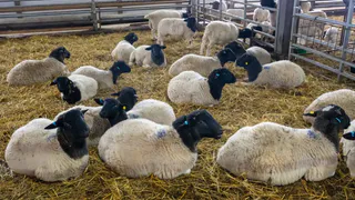 В Калужской области заработал единственный в России научный центр генетики овец