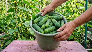 С 5 кустов — огурцов на всю родню: нужны будут бутылки и яичная скорлупа - метод приятно удивит тройным урожаем