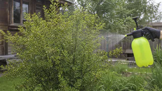 Смешиваю нашатырь и мыло — тля осыпается с кустов как пепел без всякой химии: мощный метод, который чистит сад за минуты