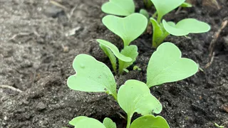 Что посеять в открытый грунт уже сейчас в начале мая: холодостойкие культуры, которые не боятся возвратных заморозков