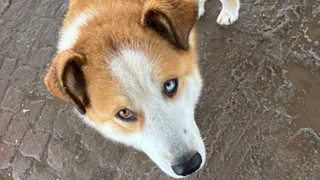 В Калужской области волонтёры нашли мёртвую собаку на бывшей "Карачевке", начат отлов стай