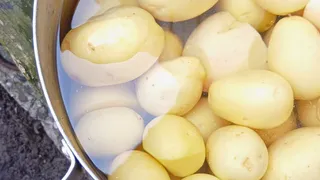 Сорт картофеля, которому завидуют даже в Белоруссии - по 2,5 кг с каждого куста без водянистости и "пустоты". Идеален для пюре и драников 