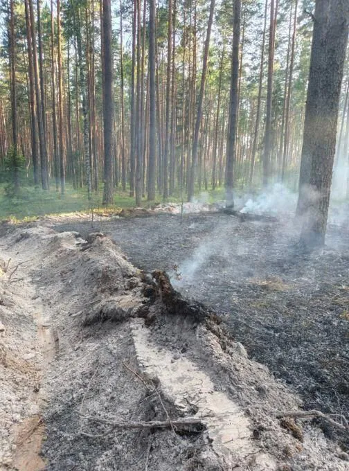 Лесной пожар в Калужской области уничтожил полтора гектара подстилки