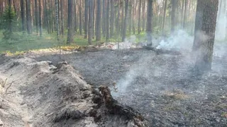Лесной пожар в Калужской области уничтожил полтора гектара подстилки