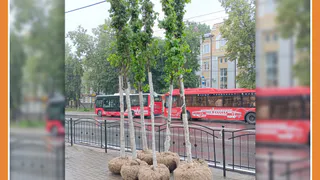 ВОЗВРАЩАЕМ УТРАЧЕННОЕ. В КАЛУГЕ НАЧАЛИ ВЫСАЖИВАТЬ ДЕРЕВЬЯ