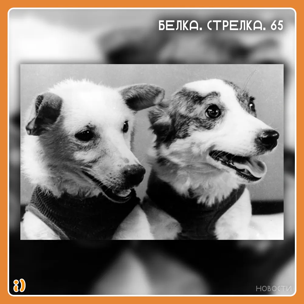 БЕЛКА. СТРЕЛКА. 65