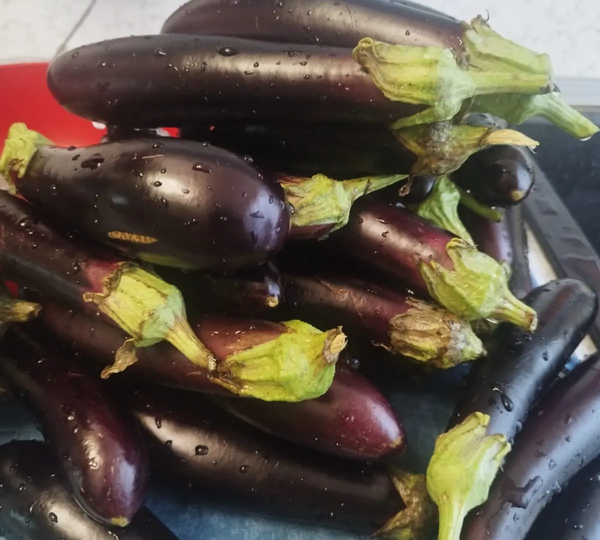 3 шкурки под корни баклажанов: ни 1 вредителя больше не будет - плоды вкуснее сочного мяса