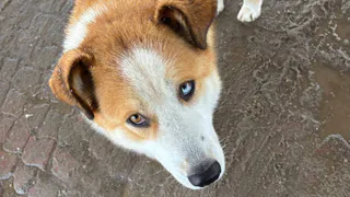 Калужские следователи начали проверку после нападения собаки на ребенка