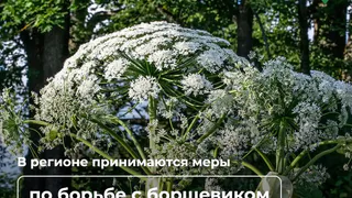 В Калужской области активизируют борьбу с борщевиком Сосновского: очаги выявлены почти на 4000 гектар